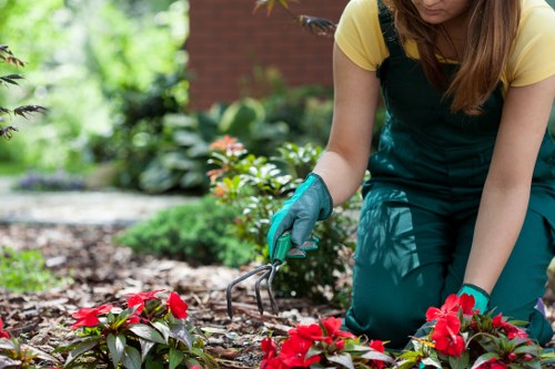 Arboricultural tree care service in a residential Chessington garden