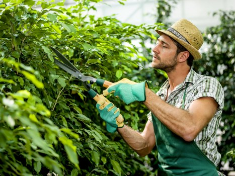 Professional tree pruning equipment used for crown reduction in Chessington