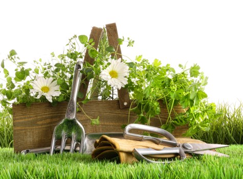 Arborist selectively pruning dense branches during crown thinning